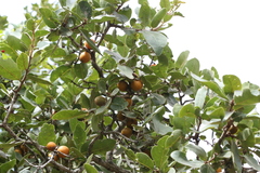Diospyros melanoxylon